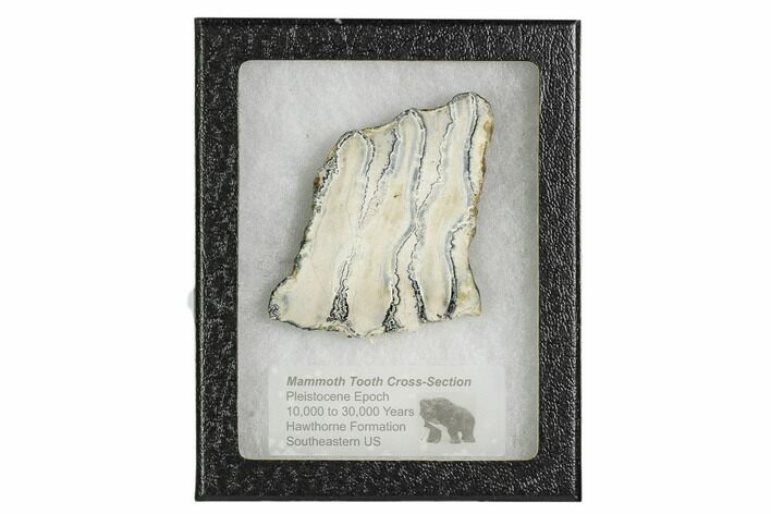 Mammoth Molar Slice With Case - South Carolina #106494